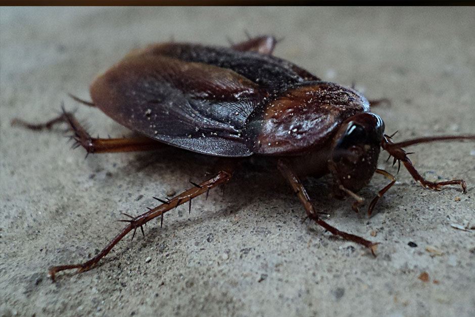 Cockroaches